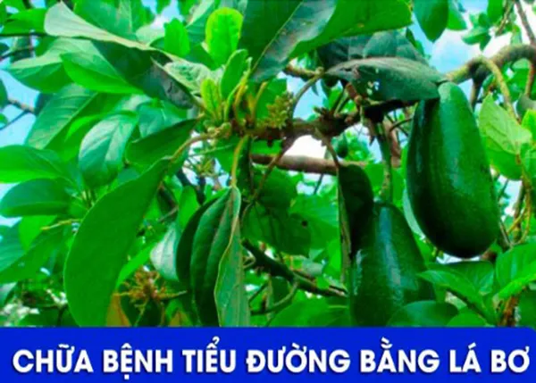 Cách Sử Dụng Lá Cây Bơ Hỗ Trợ Điều Trị Tiểu Đường