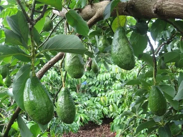 Nghiên Cứu Khoa Học Về Lá Cây Bơ Và Tiểu Đường