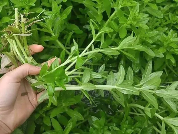 Lợi Ích Của Rau Ngổ Đối Với Người Tiểu Đường